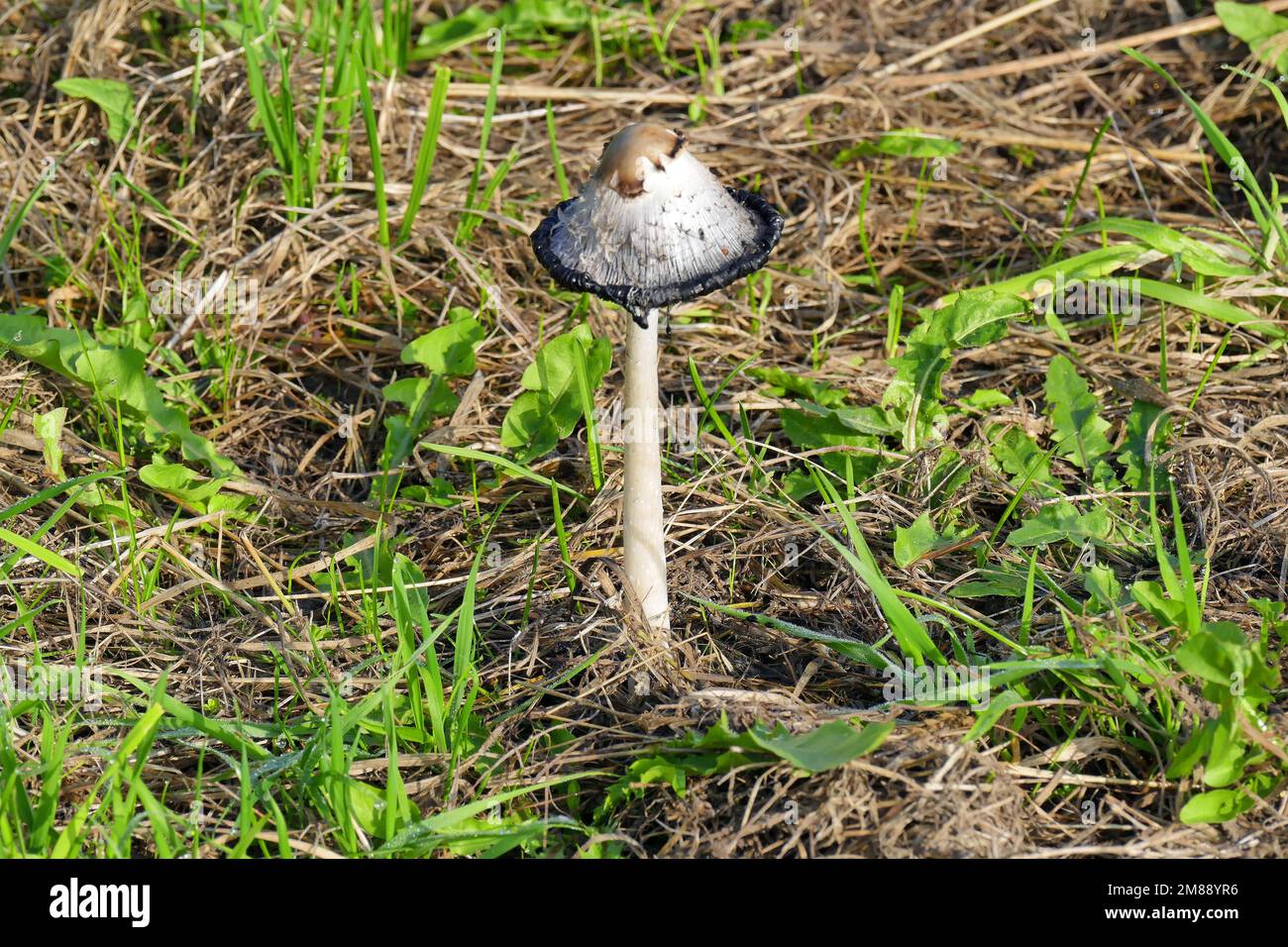 Morel stinkhorn hires stock photography and images Alamy