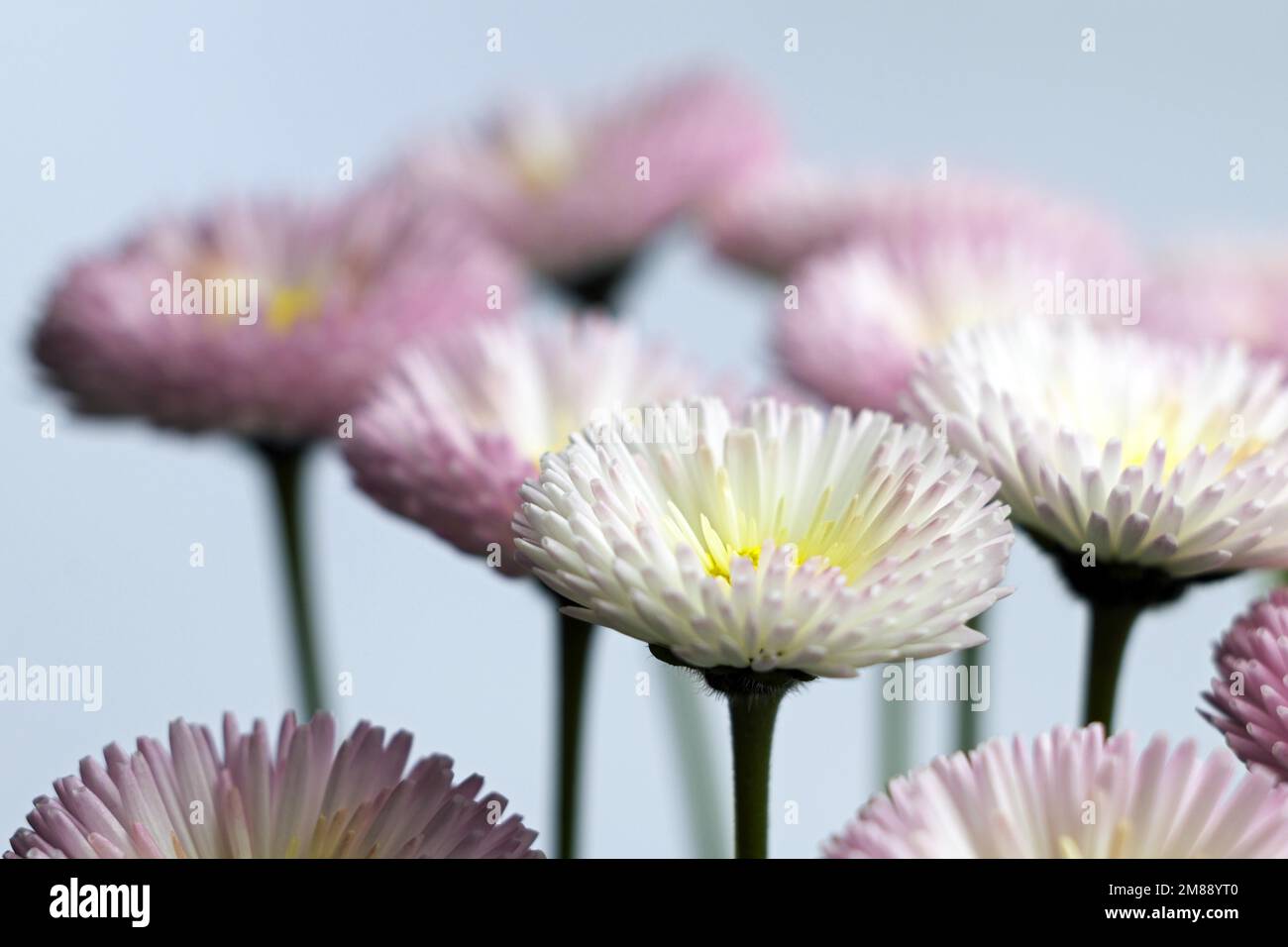 Common daisy (Bellis perennis), studio shot Stock Photo