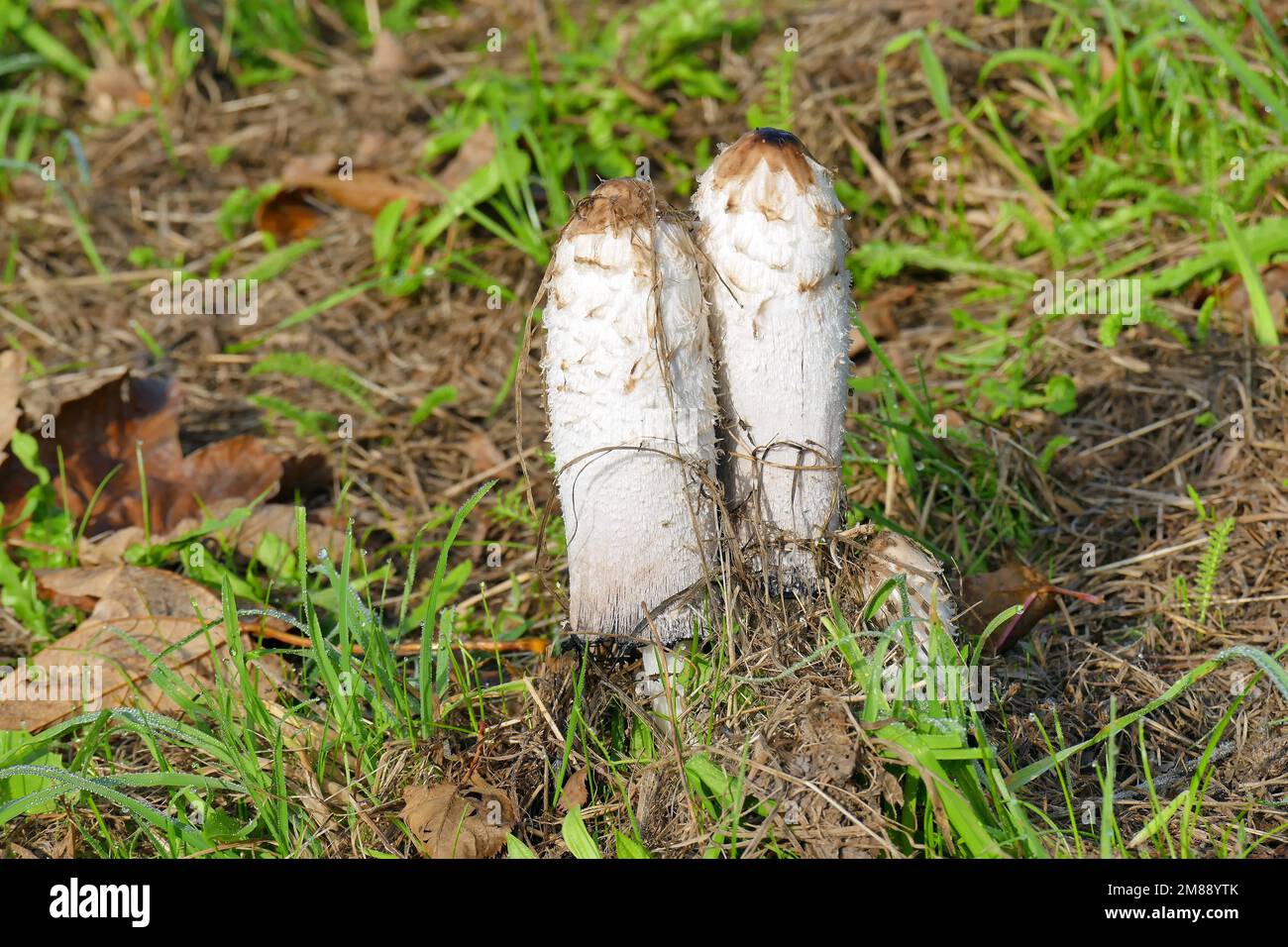 Morel stinkhorn hires stock photography and images Alamy