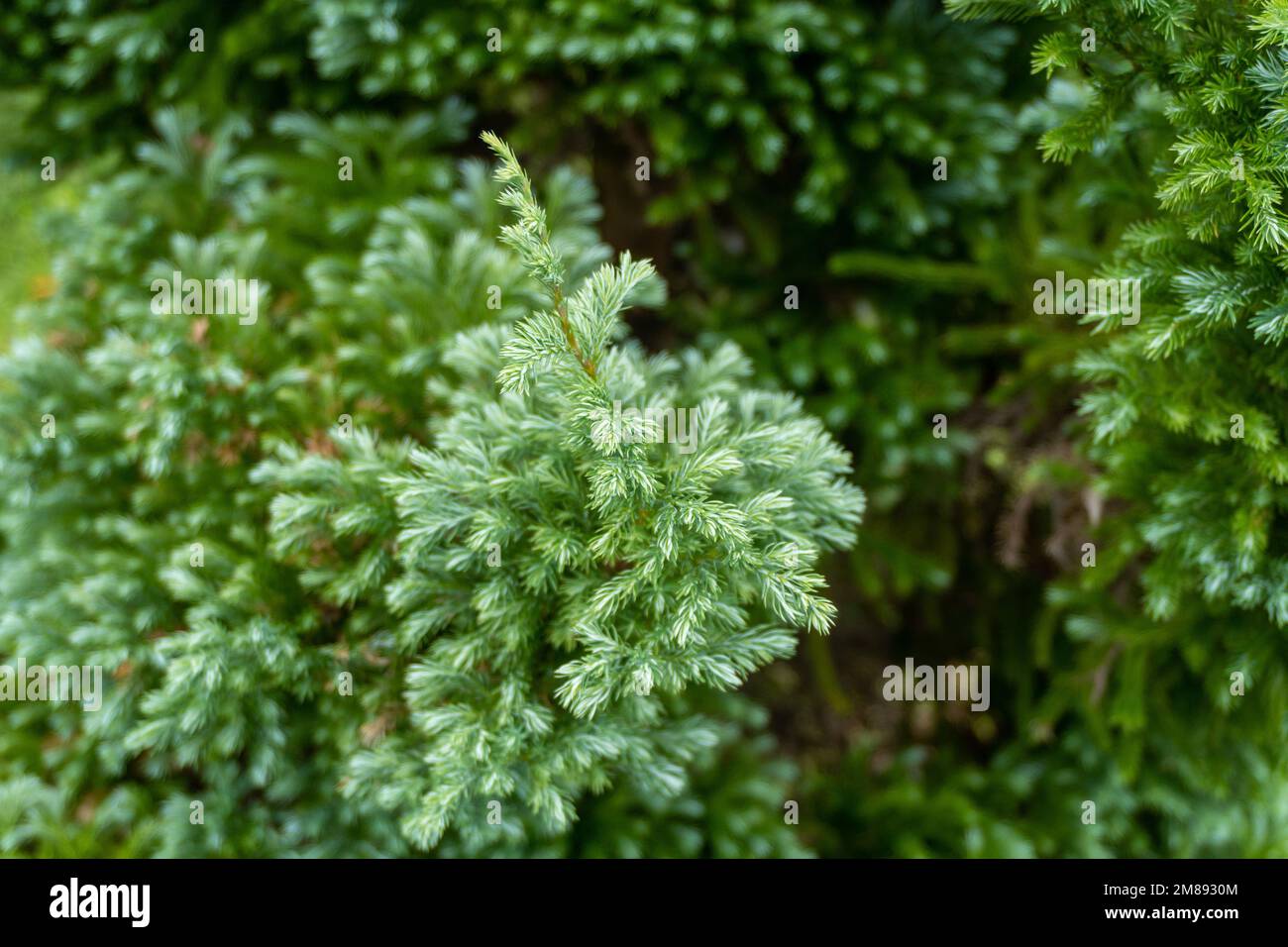 Green fir tree leaves on nature background close up Stock Photo - Alamy