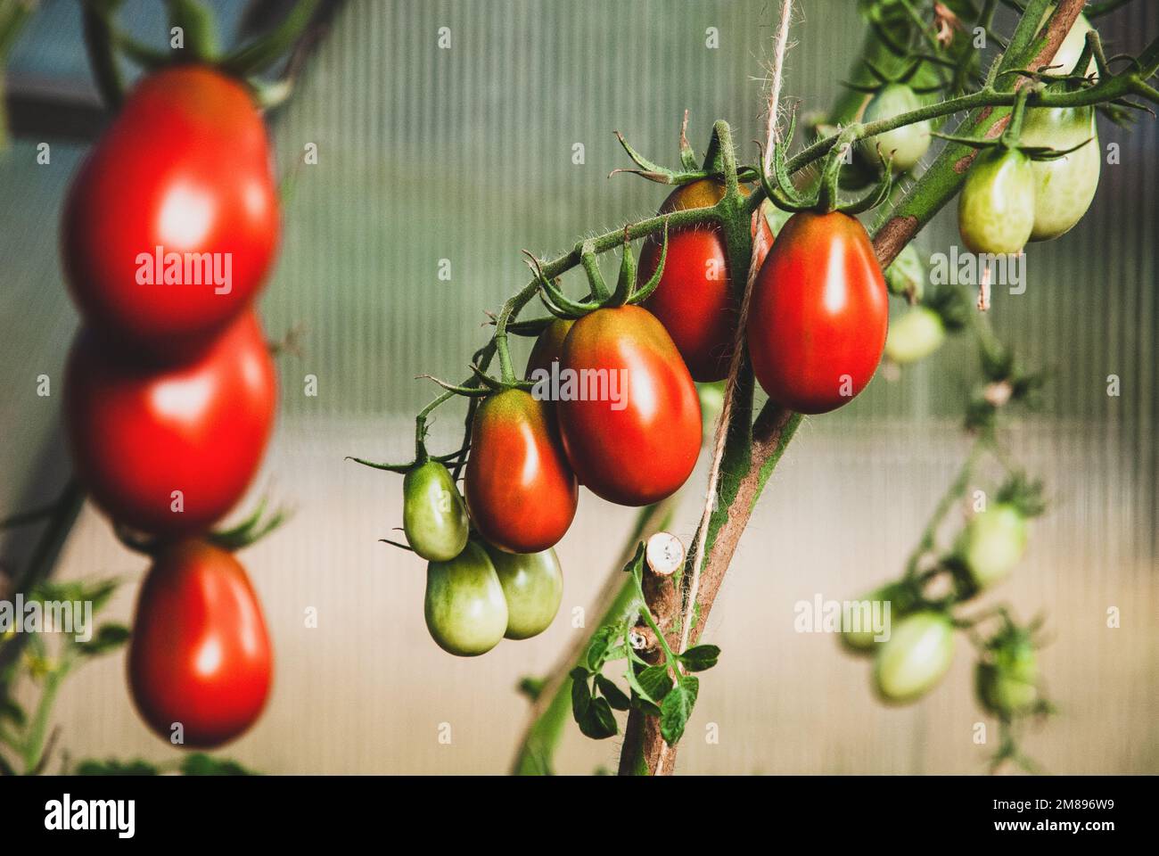Black Plum Tomatoes ripen on vine in greenhouse Stock Photo