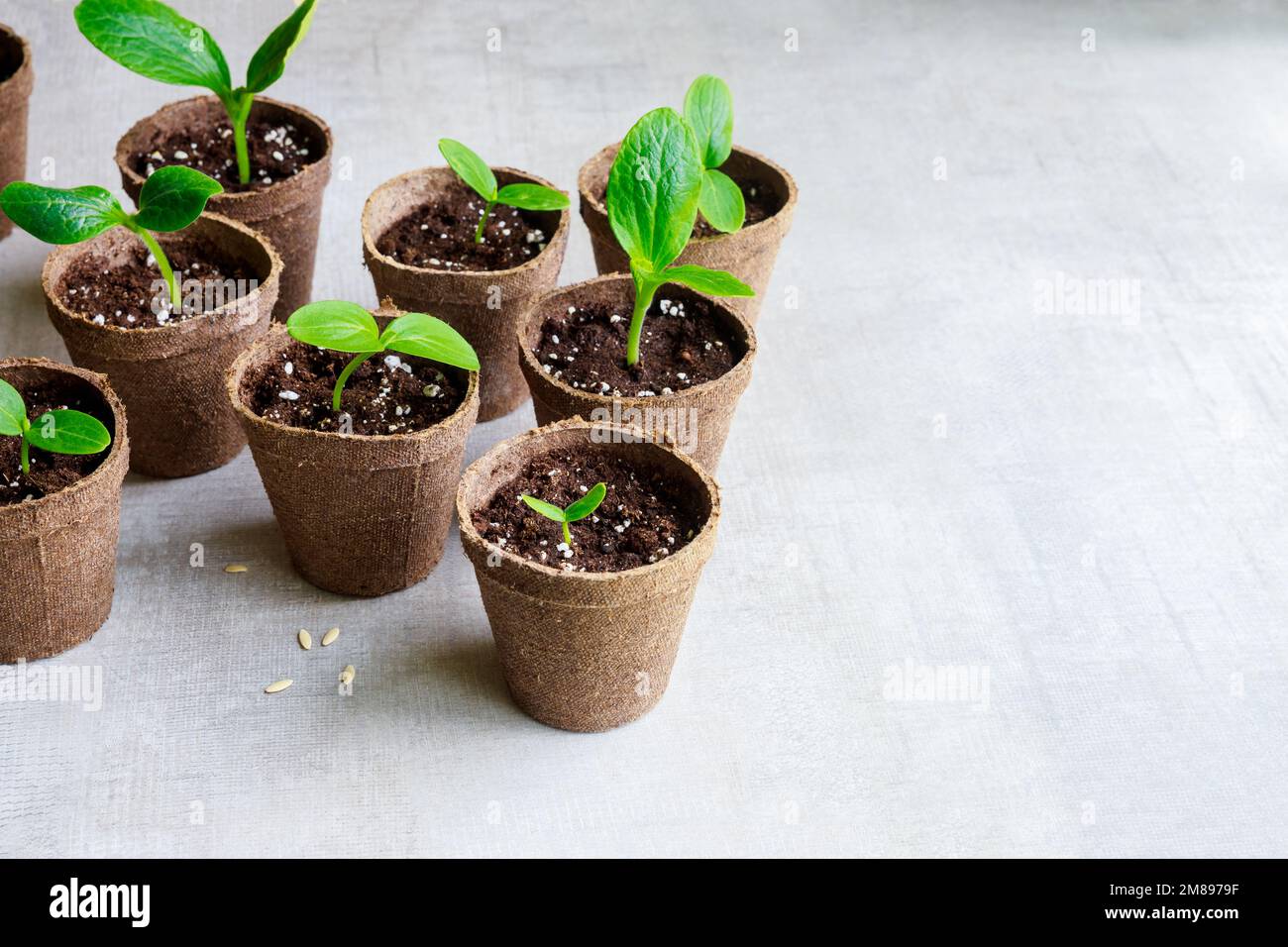 In biodegradable pots growing cucumber seedling Stock Photo Alamy