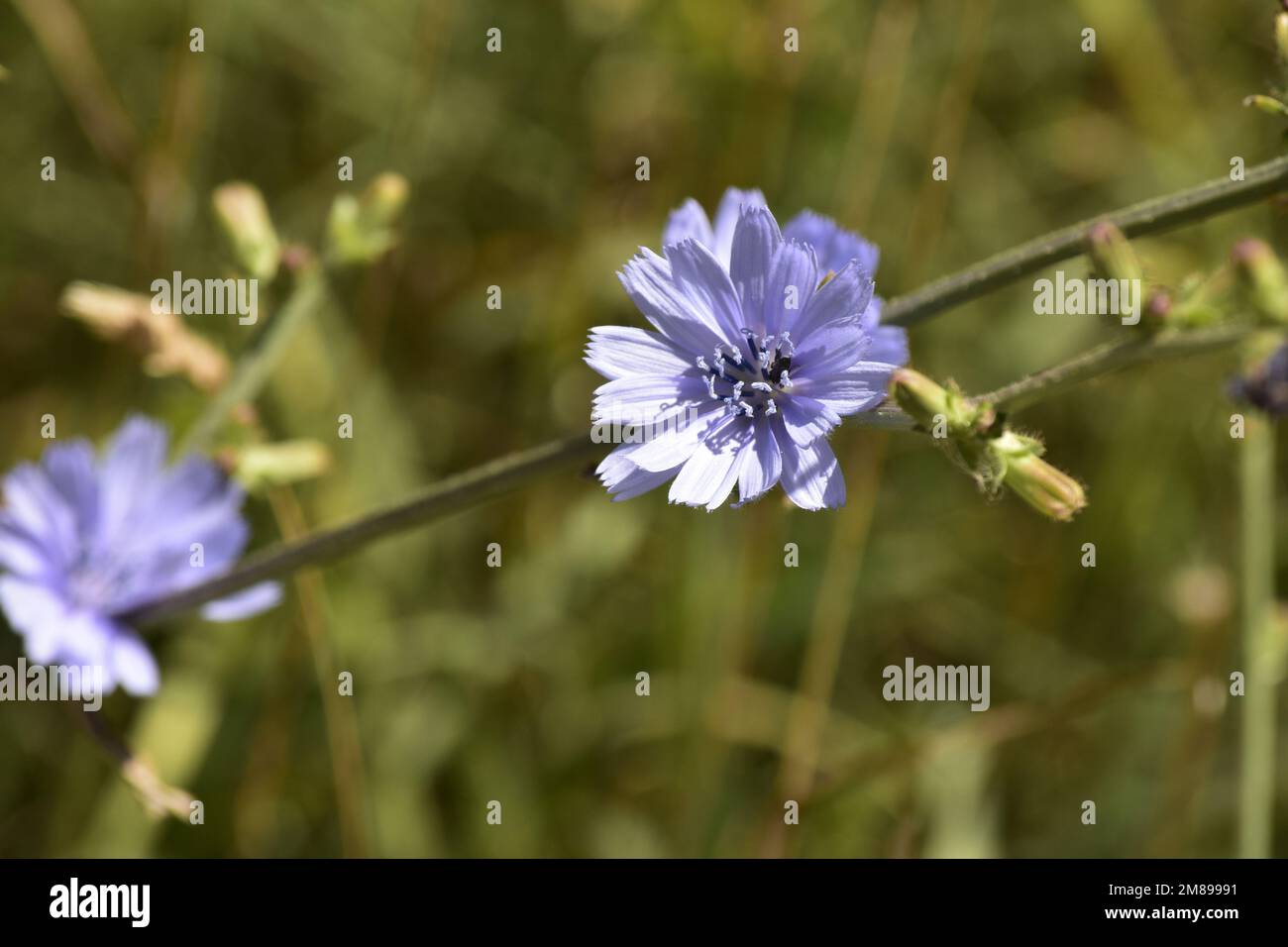 Wild blue flower hi-res stock photography and images - Alamy