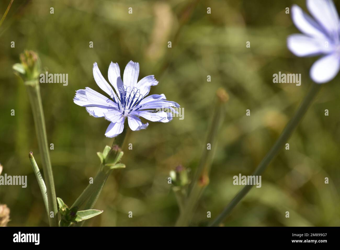 Wild blue flower hi-res stock photography and images - Alamy