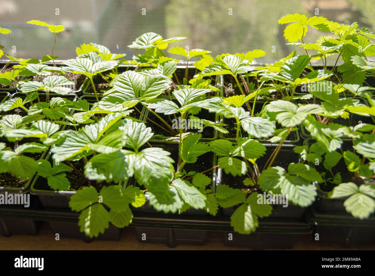 Bushes with green leaves of strawberries in pots. Strawberry seedling