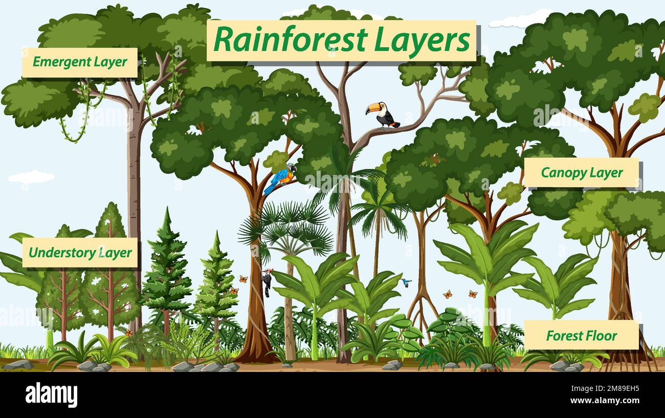 Layers of the rainforest vector illustration Stock Vector