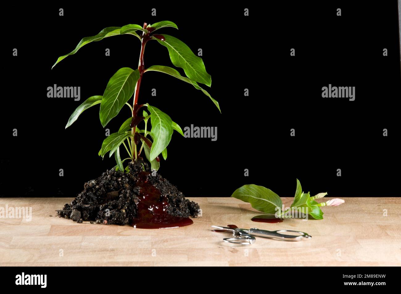 plant in soil with top cut off, bleeding, sitting on chopping board ...