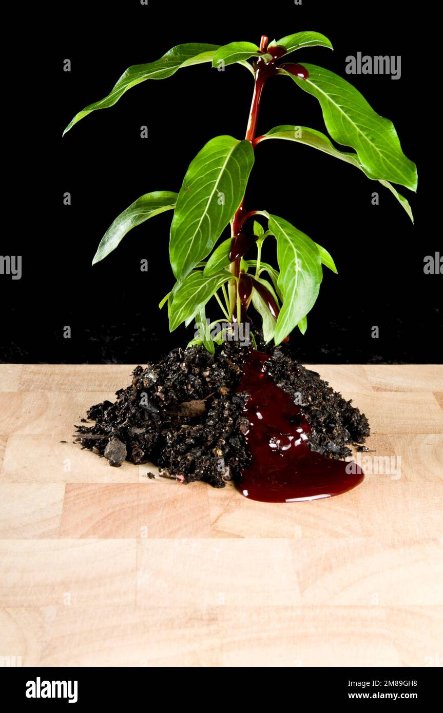 plant in soil with top cut off, bleeding, sitting on chopping board ...