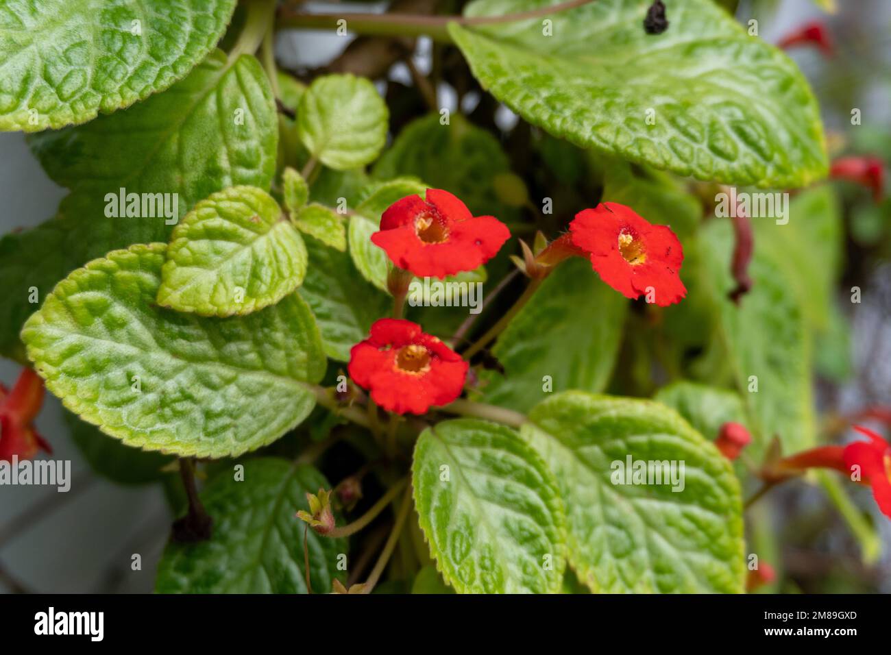 red flower hanging plant on the wall of the house close up Stock Photo