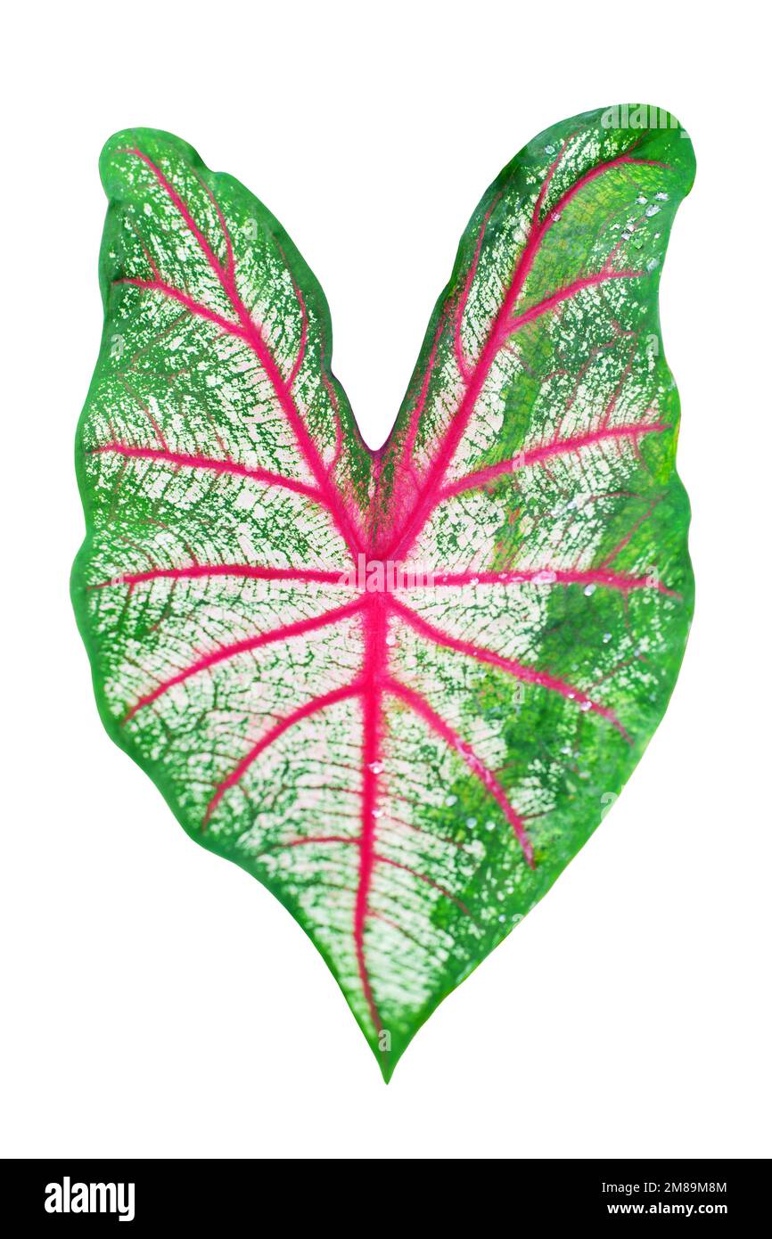Caladium bicolor White Queen green red leaf white background isolated closeup, colorful pink purple leaves, exotic tropical plant, araceae  foliage Stock Photo