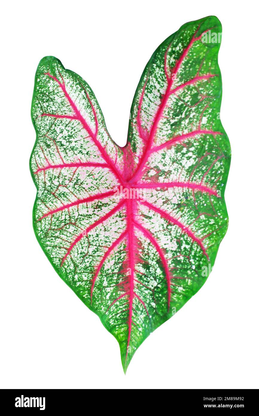 Caladium bicolor White Queen green red leaf white background isolated closeup, colorful pink purple leaves, exotic tropical plant, araceae  foliage Stock Photo