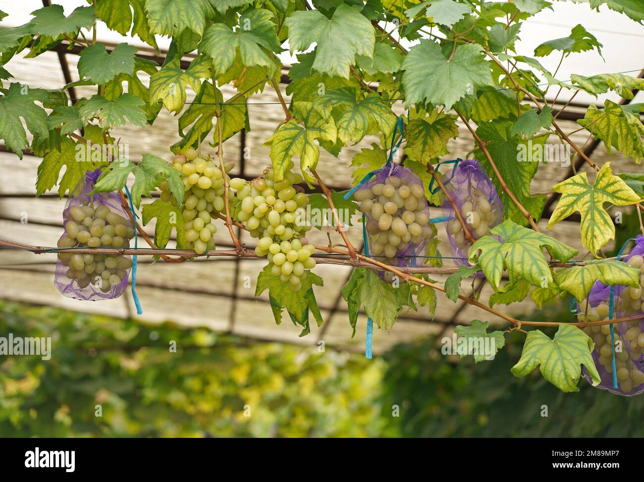 ripe bunches of grapes, naturally ripened in nets that protect the