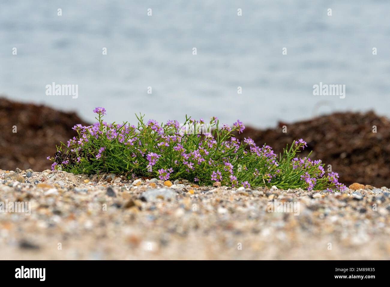A bush of sea rocket (Cakile maritima) flowers on the beach in Germany Stock Photo