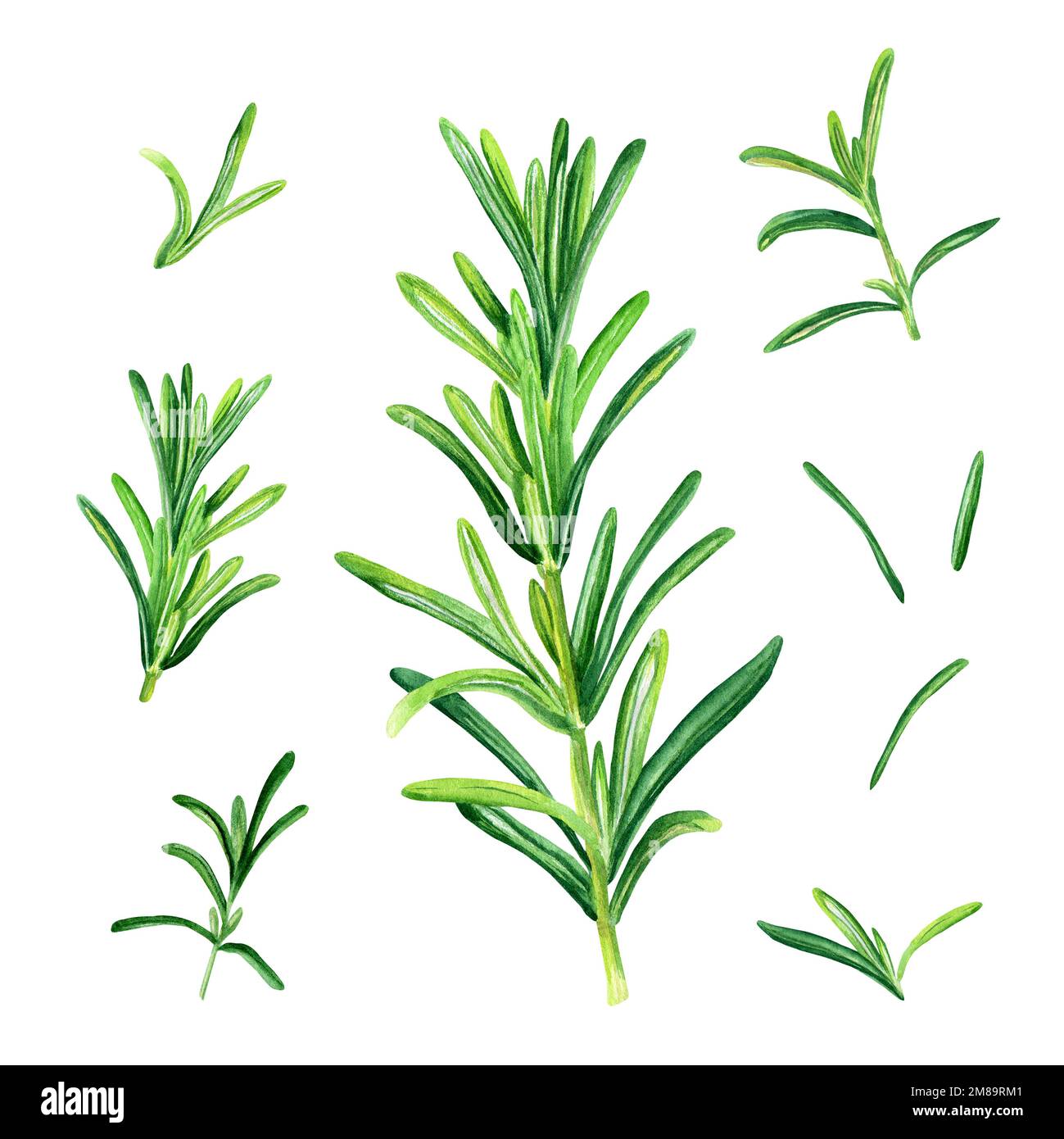 Rosemary herb set. Botanical watercolor illustration isolated on white