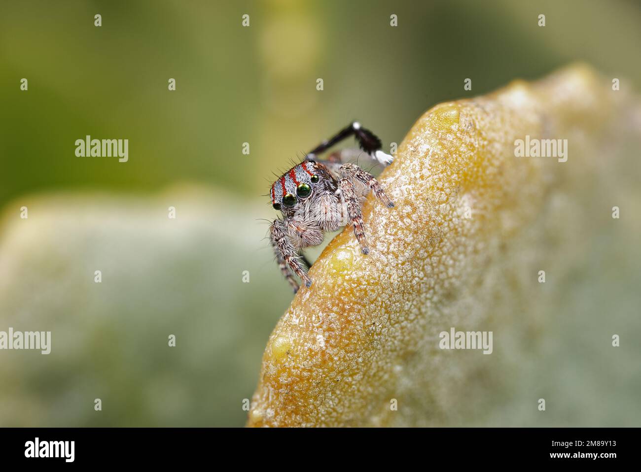 Male Peacock spider (Maratus tiddalik Stock Photo - Alamy