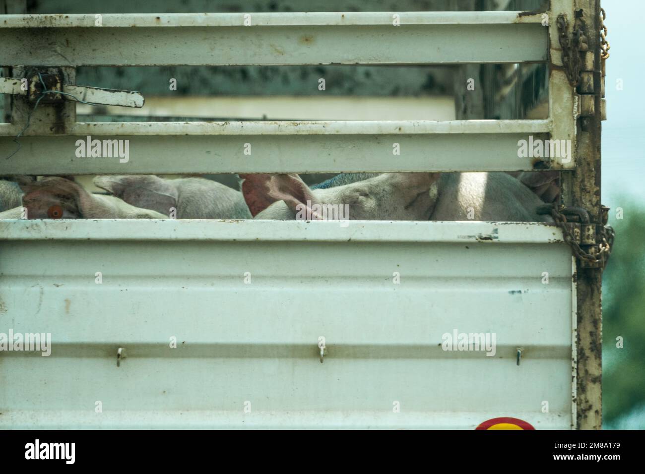 pigs, farm animals, being transported by truck or lorry closeup concept