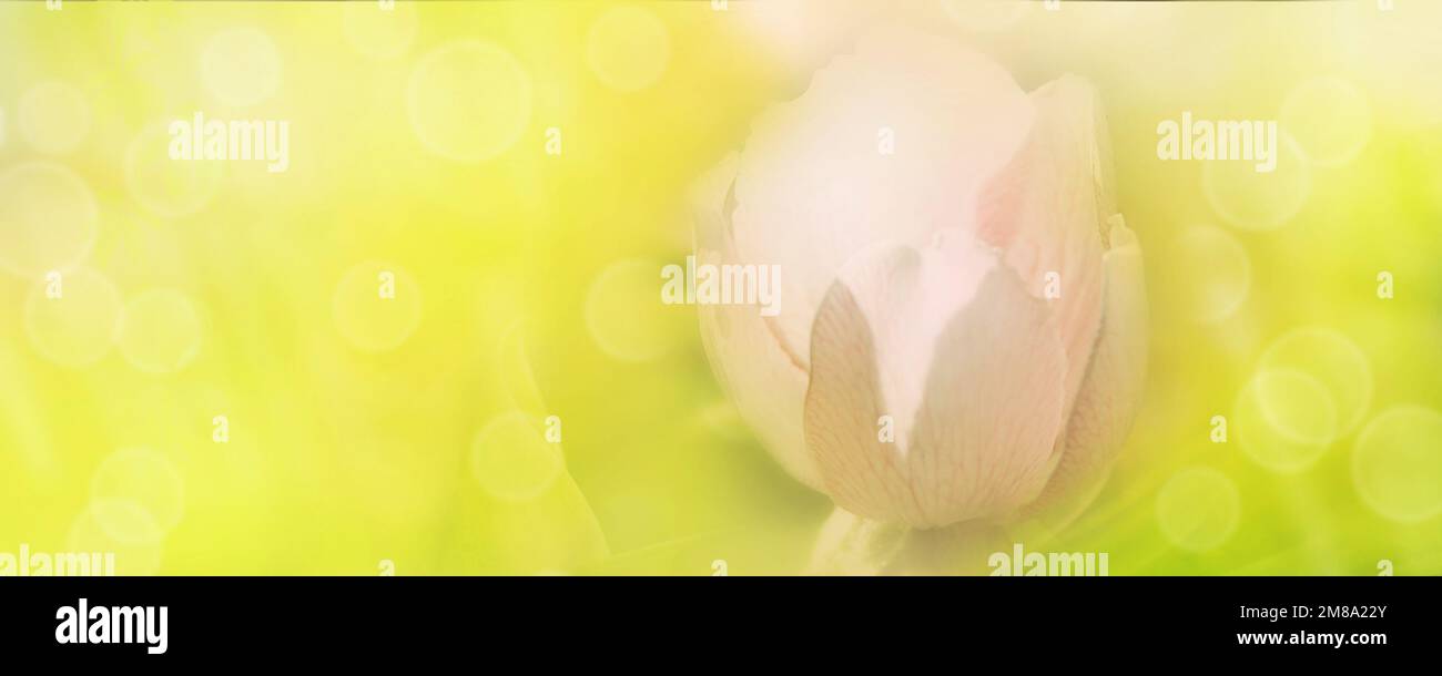 Fragile pink flower close up. Summer floral composition. Pastel blurred background. Natural panoramic background. Macro. Copy space Stock Photo