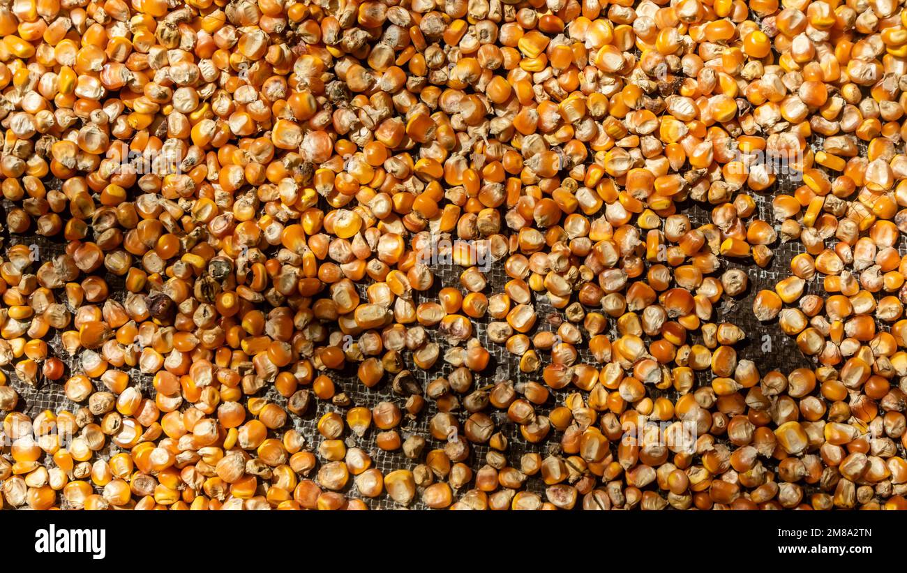 pile of corn kernels as background Stock Photo - Alamy
