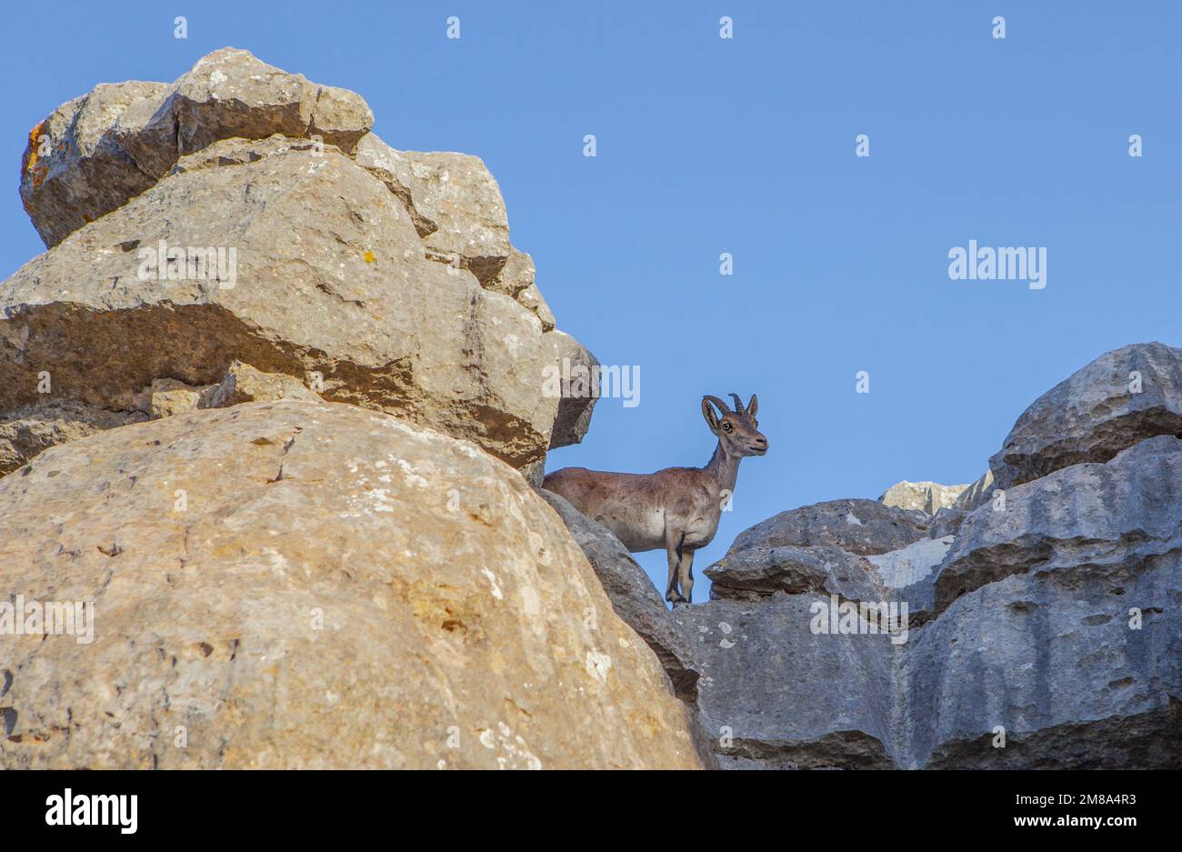 Wild goat on the rocks of La Sierra Del Torcal de Antequera National Park, Malaga, Spain Stock Photo