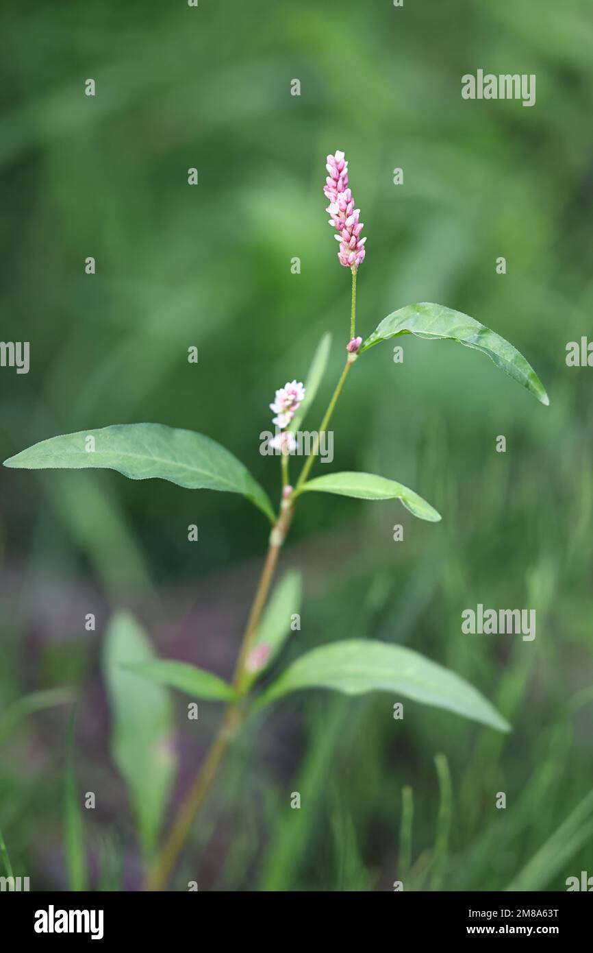 Redshank, Persicaria maculosa, also known as Adam’s plaster, Redleg, Spotted ladysthumb or Spotted lady’s-thumb, wild plant from Finland Stock Photo