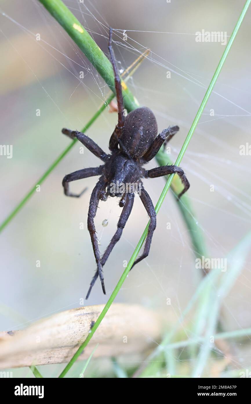 Dolomedes plantarius, commonly known as great raft spider or fen raft spider, female guarding nest Stock Photo