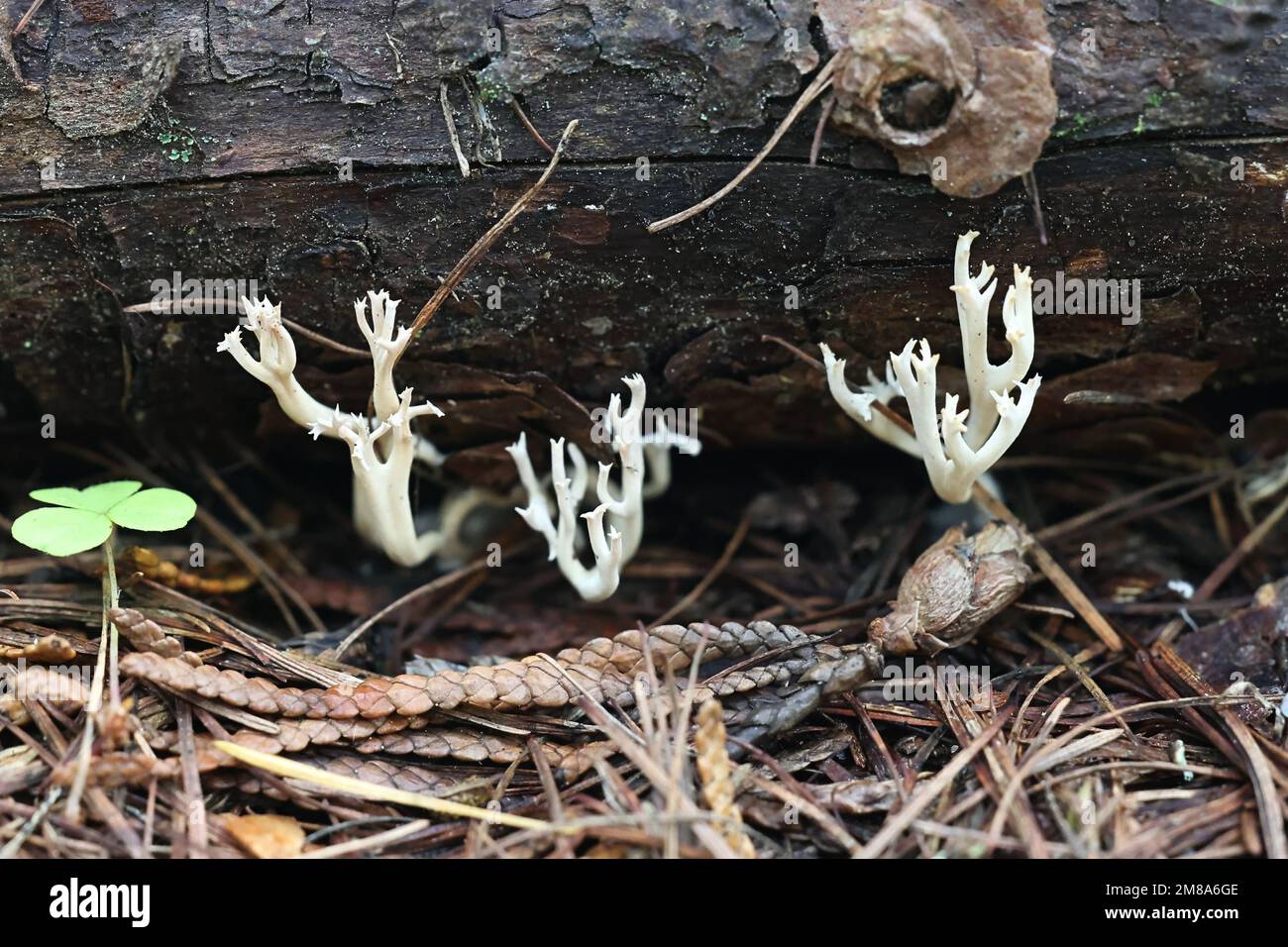 Lentaria afflata, coral fungus from Finland, no common English name Stock Photo
