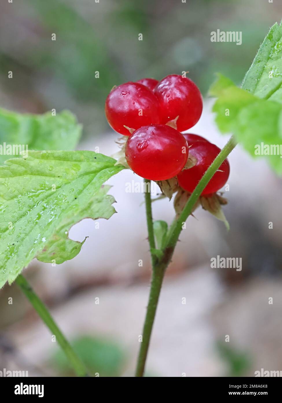 Stone Bramble, Rubus saxatilis, wild edible berry plant from Finland Stock Photo