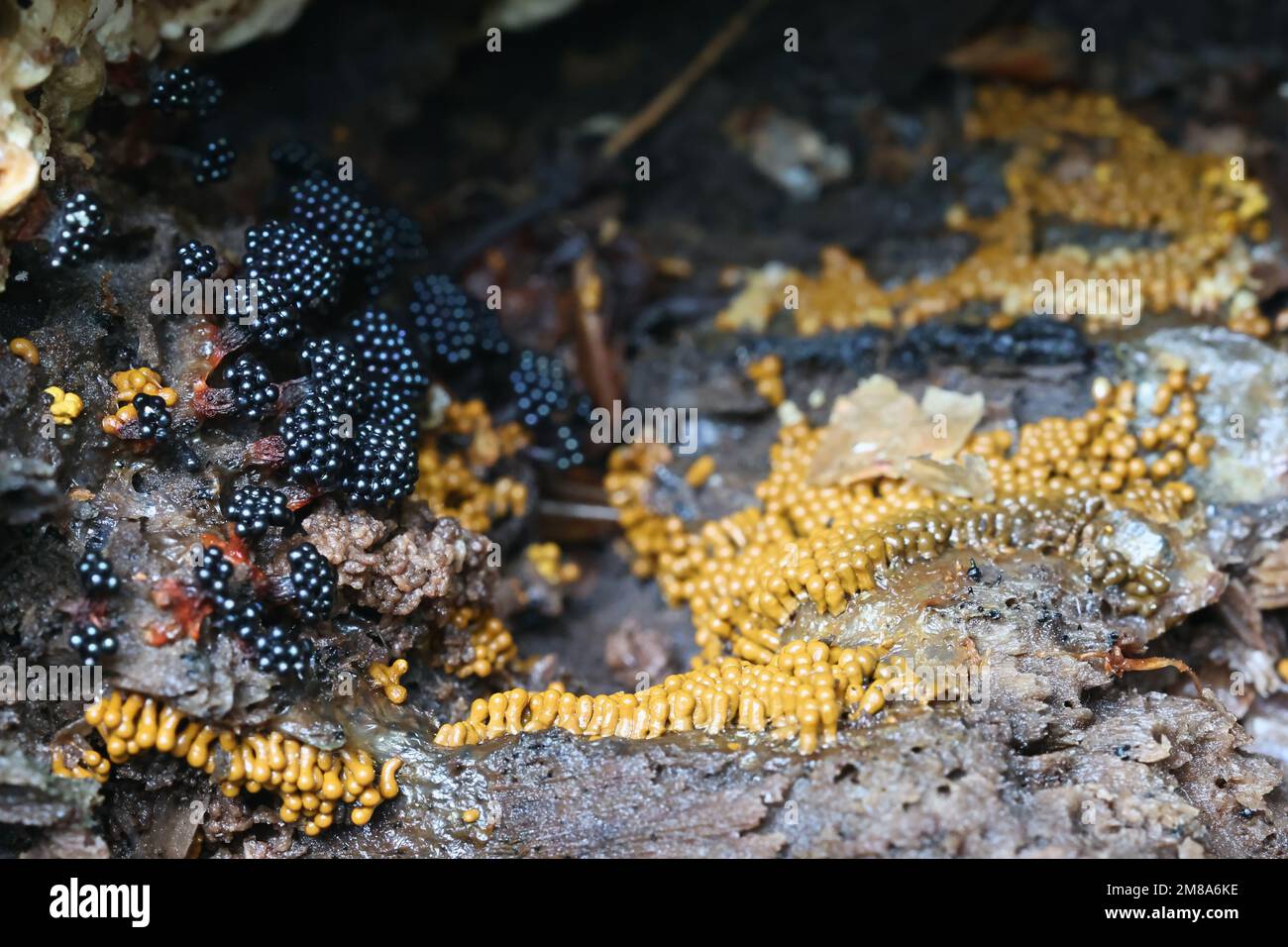Black Metatrichia vesparia and yellow Trichia favoginea, two species of slime molds growing on a log of common aspen Stock Photo