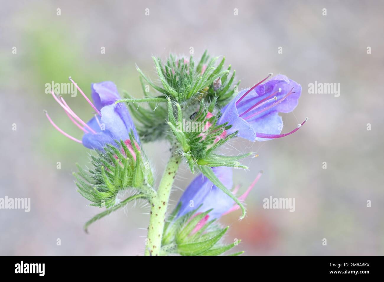 Viper's Bugloss, Echium vulgare, also known as Blue devil or Blueweed, wild flowering plant from Finland Stock Photo