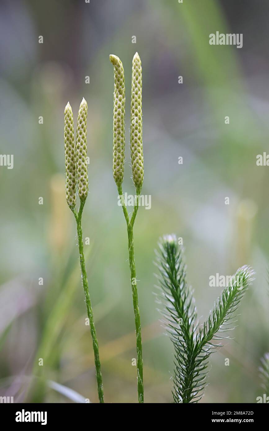 Common club moss, Lycopodium clavatum, also known as stag's-horn clubmoss, running clubmoss or ground pine, wild plant from Finland Stock Photo