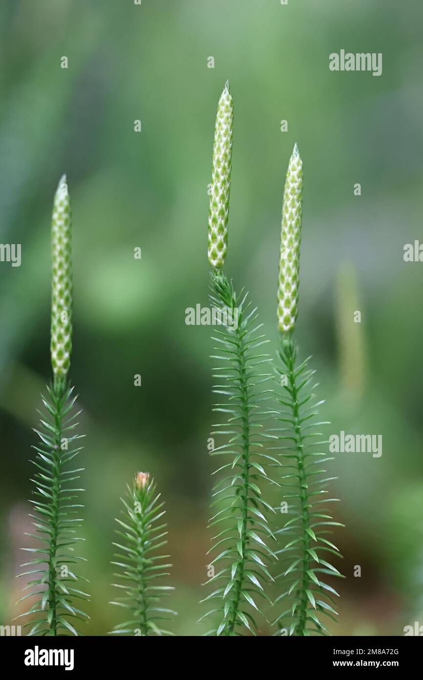 Spinulum annotinum, also called Lycopodium annotinum, commonly known as interrupted club-moss or stiff clubmoss, wild plant from Finland Stock Photo