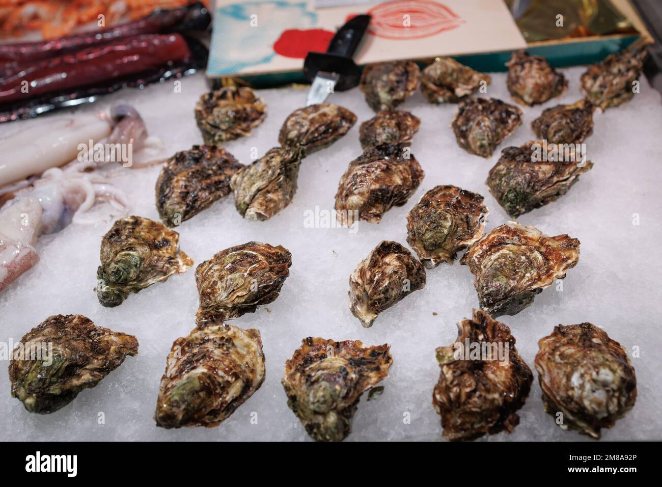 Valuable Newly caught and Fresh Oysters displayed on a Market Stall. Stock Photo