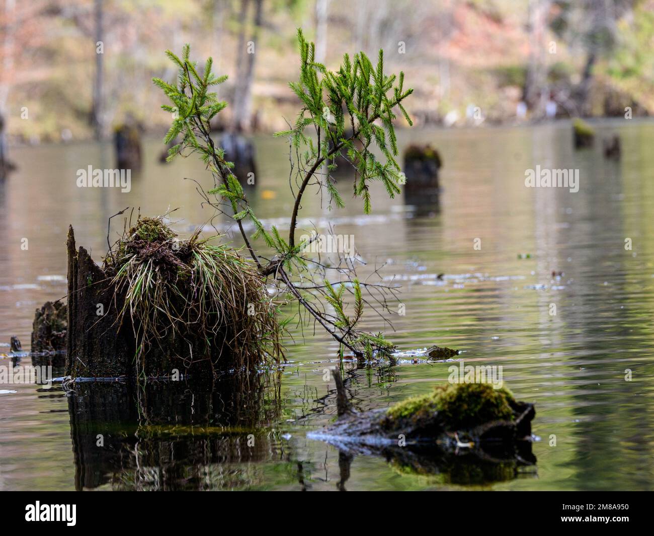 A view of tree trunks in lake Stock Photo - Alamy