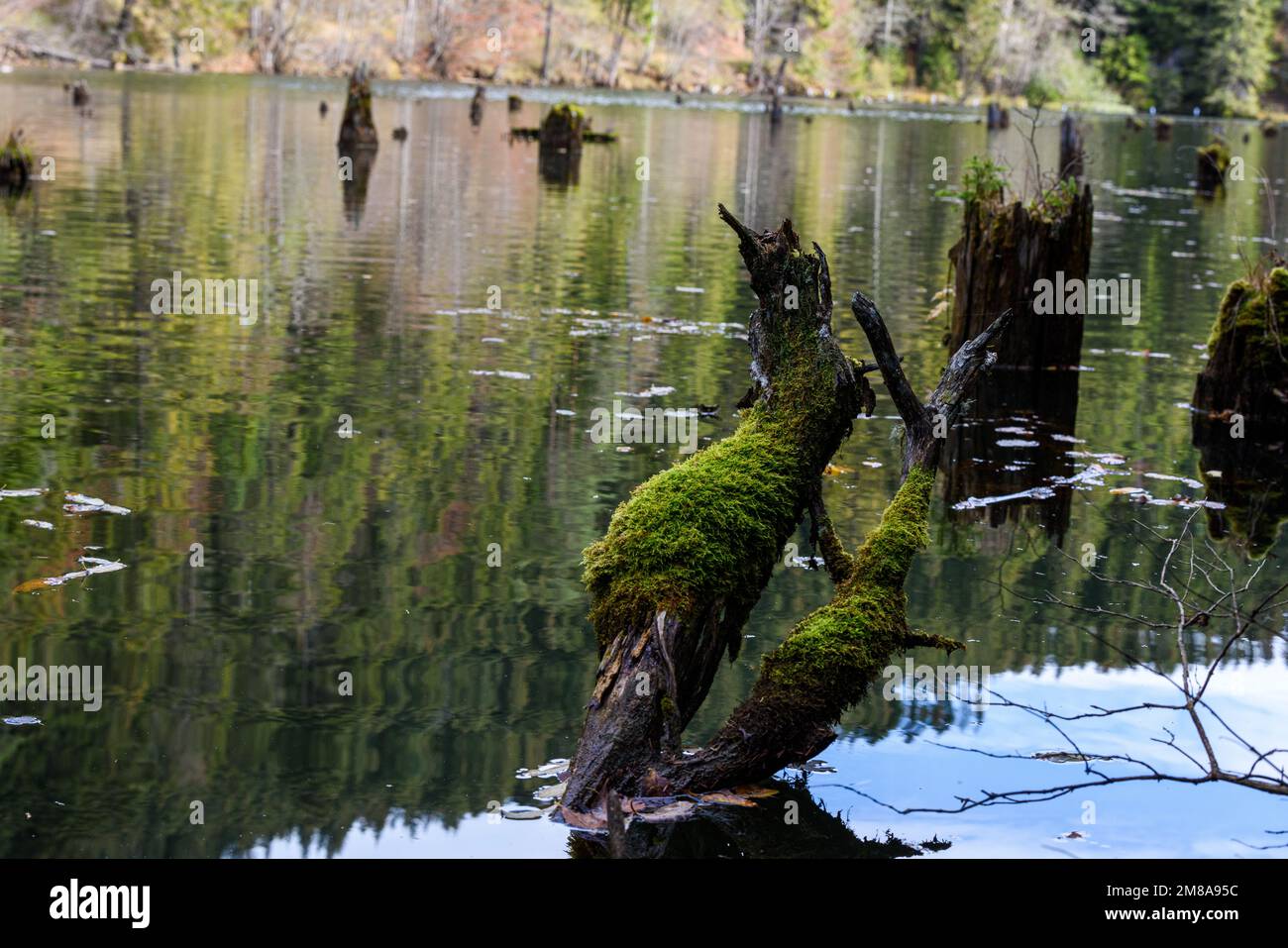 A view of tree trunks in lake Stock Photo - Alamy