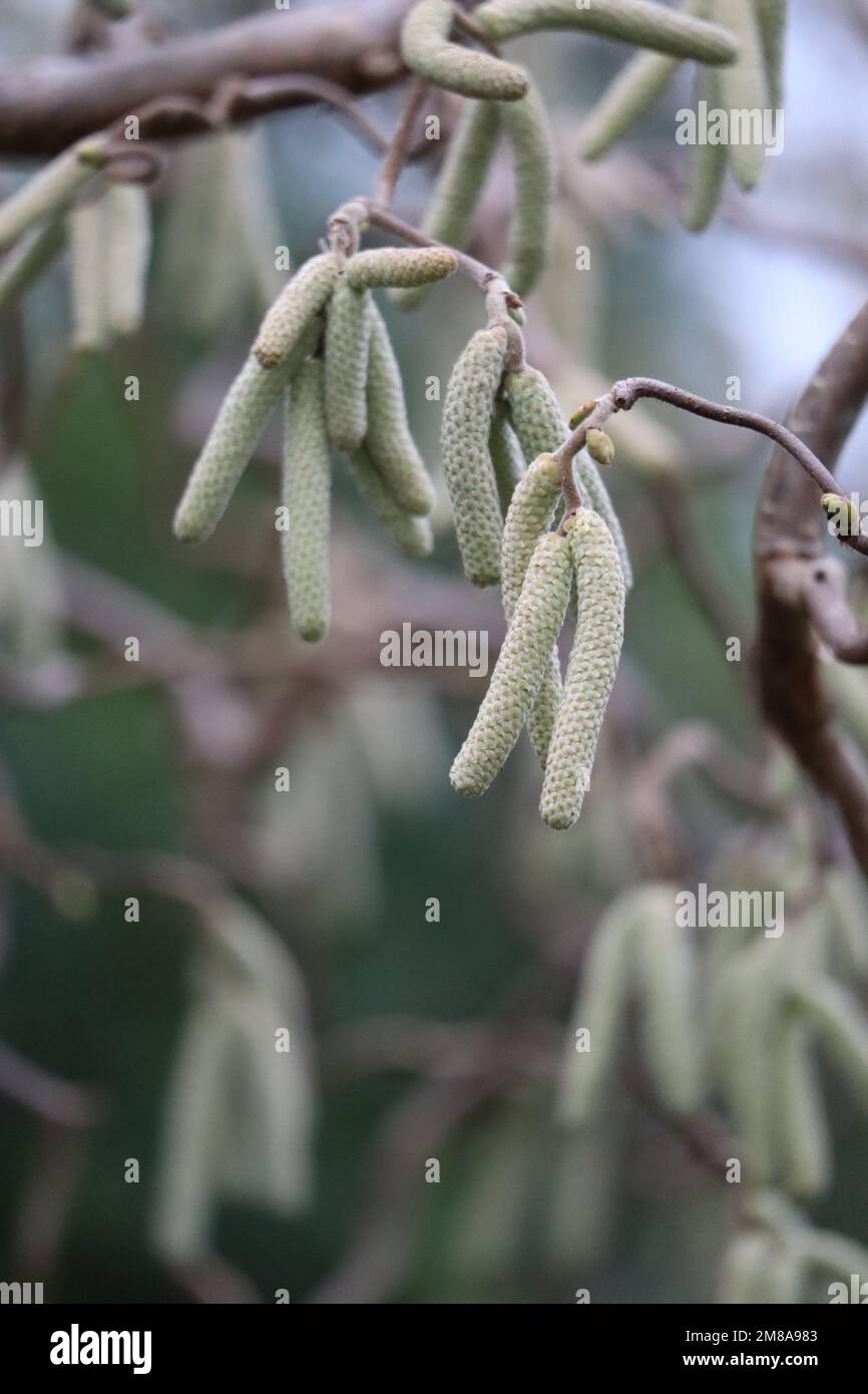 Seeds of the Corkscrew hazel Stock Photo - Alamy