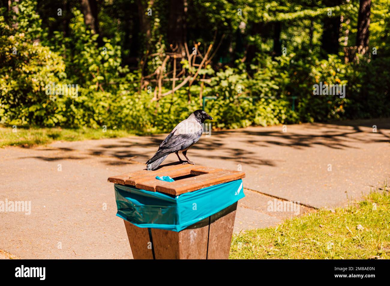 Magpie sits on a garbage can on a sunny summer day. Stock Photo