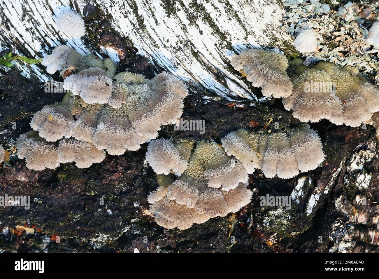 Antibiotic fungus, Schizophyllum commune, known as split gill or