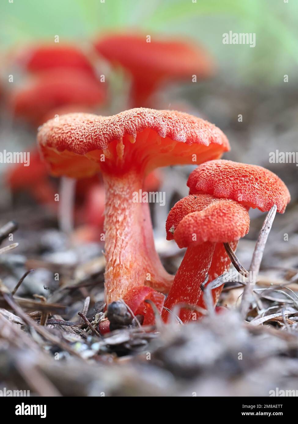 Hygrocybe miniata, also called Hygrophorus miniatus, commonly known as vermilion waxcap, wild mushroom from Finland Stock Photo