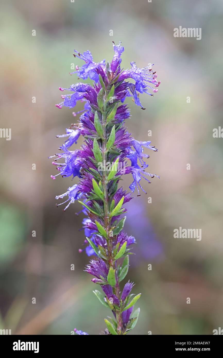 Hyssopus officinalis, commonly known as hyssop, cultivated traditionally as herbal medicine Stock Photo