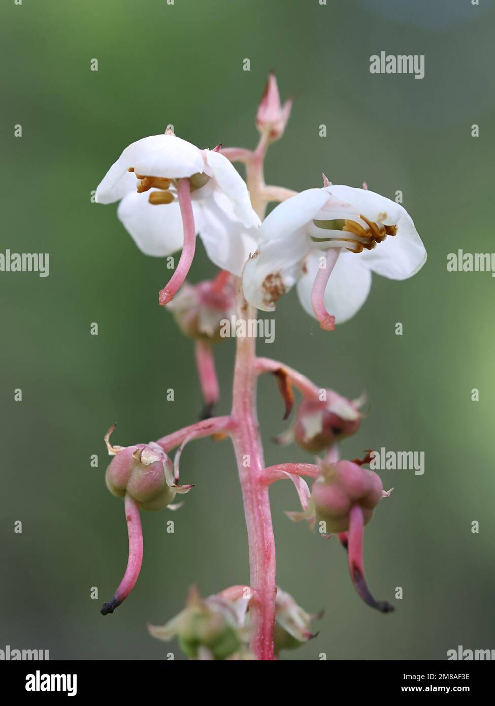 Round-leaved Wintergreen, Pyrola rotundifolia, wild flowering plant ...
