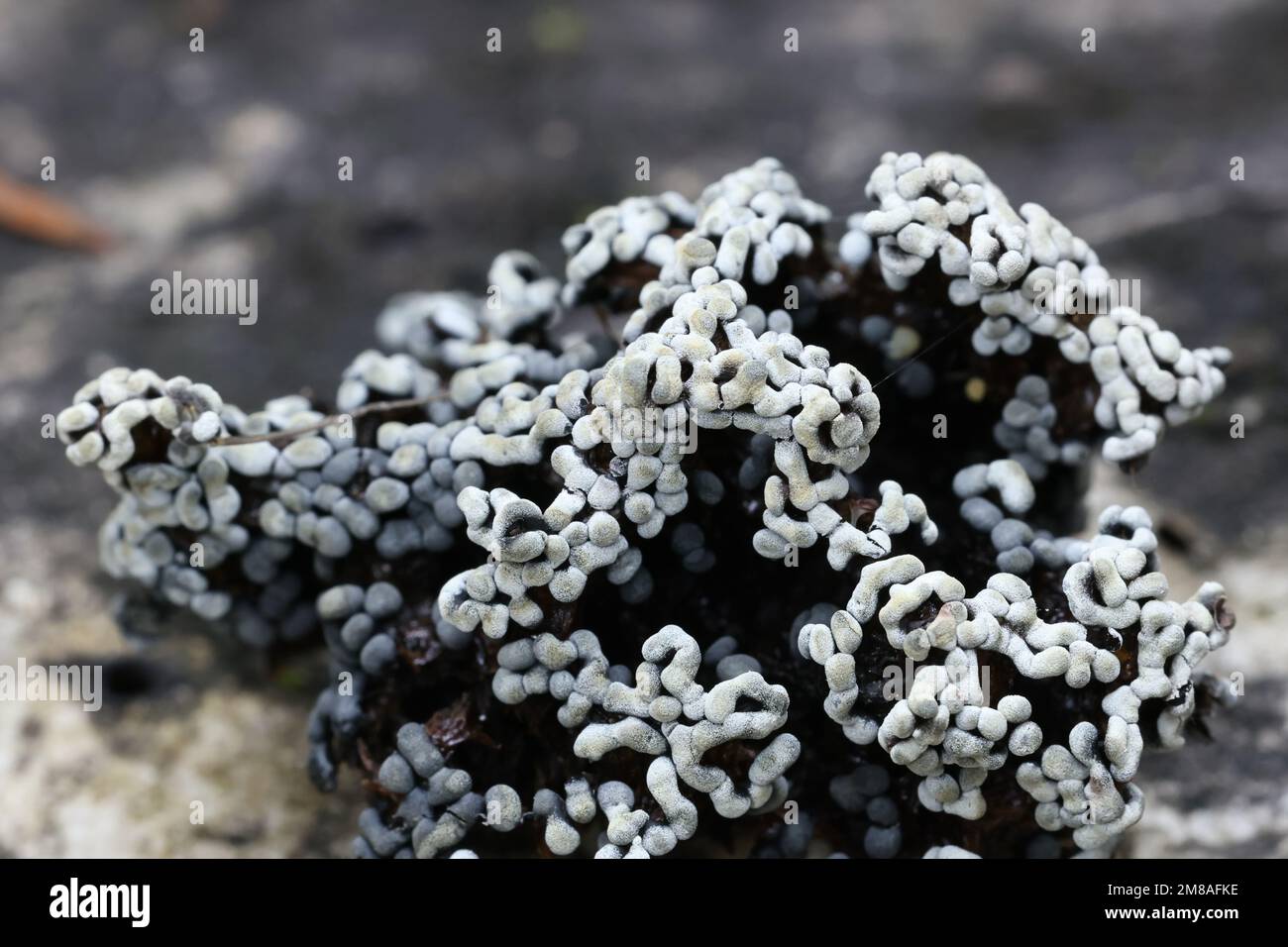 Physarum straminipes, slime mold from Finland, no common English name Stock Photo