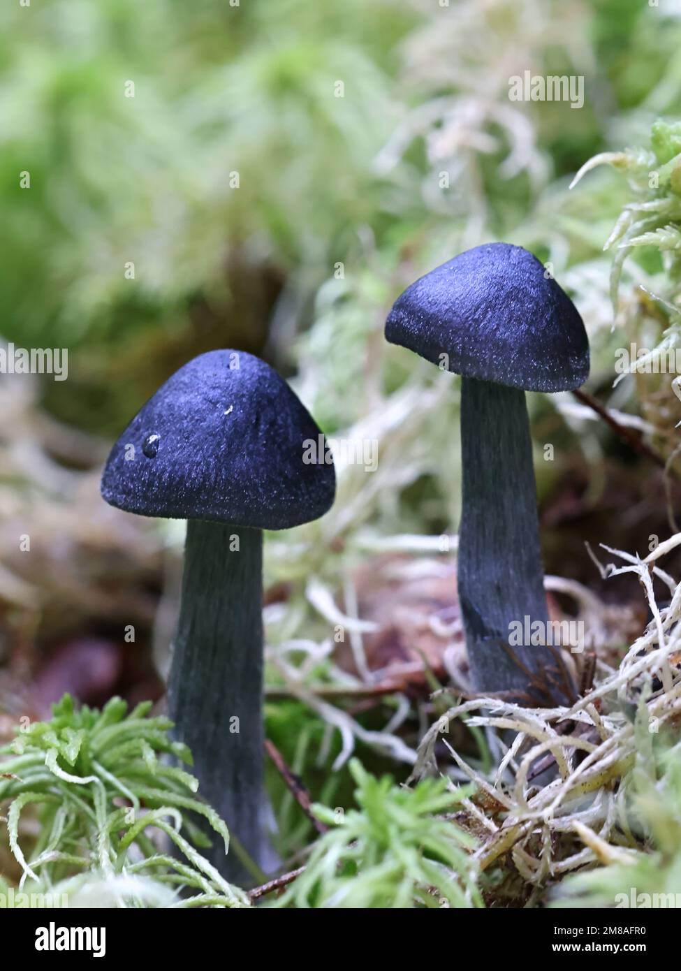 Entoloma nitidum, commonly known as pine pinkgill, wild mushroom from Finland Stock Photo