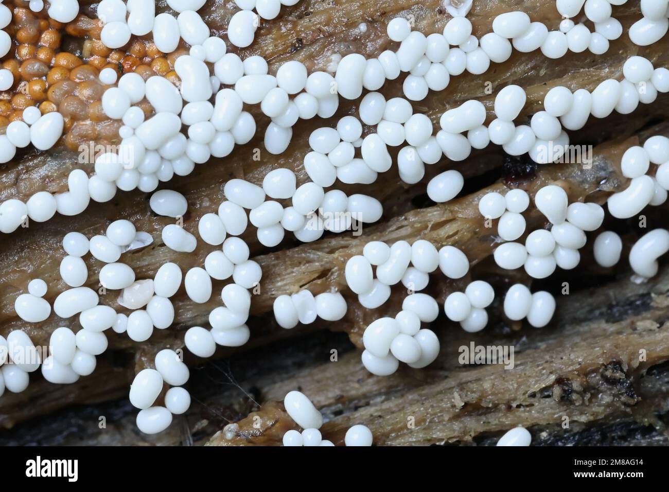 Trichia varia (white) and Trichia scabra (ochre), two slime mold species growing on wood, no common English names Stock Photo