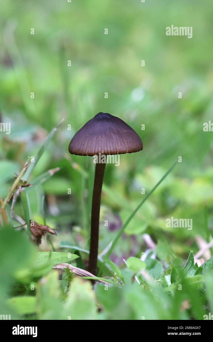 Entoloma clandestinum, a pinkgill mushroom from Finland, no common English name Stock Photo