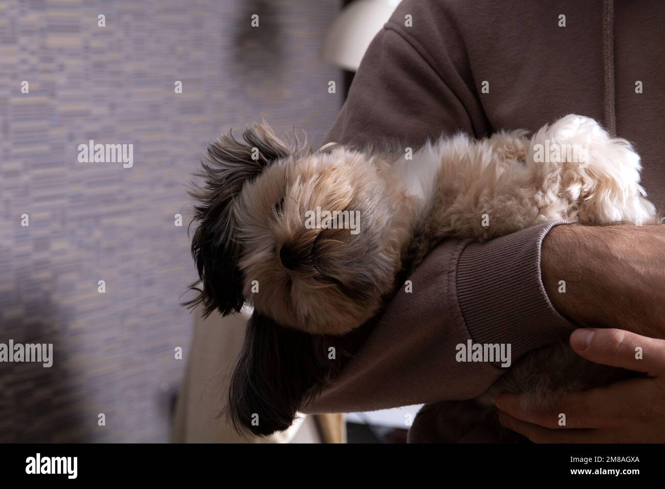photo of a small breed of dog sitting in his arms in an apartment Stock Photo Alamy
