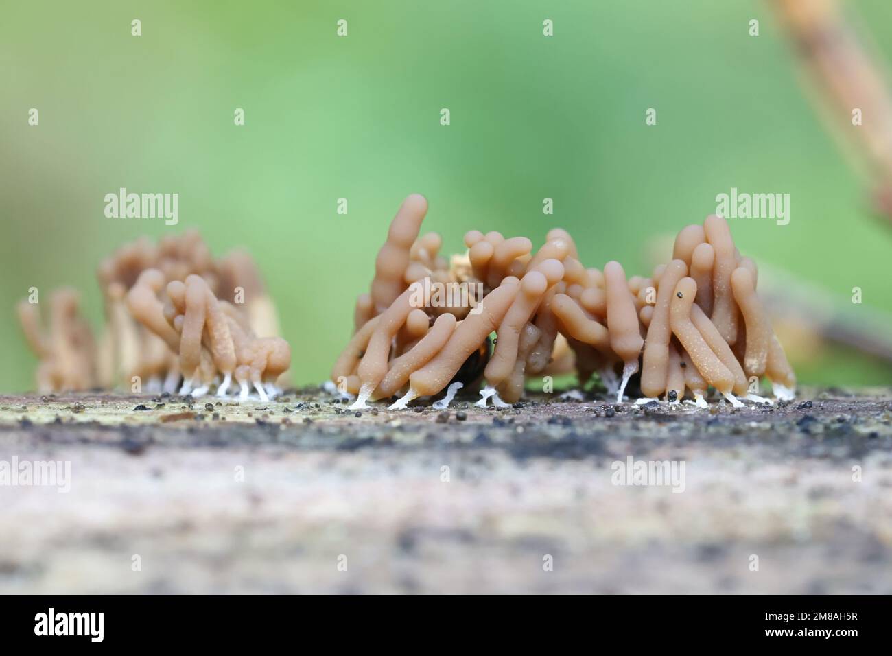 Arcyria obvelata, also called Arcyria nutans, commonly known as yellow carnival candy slime mold, early development phase Stock Photo