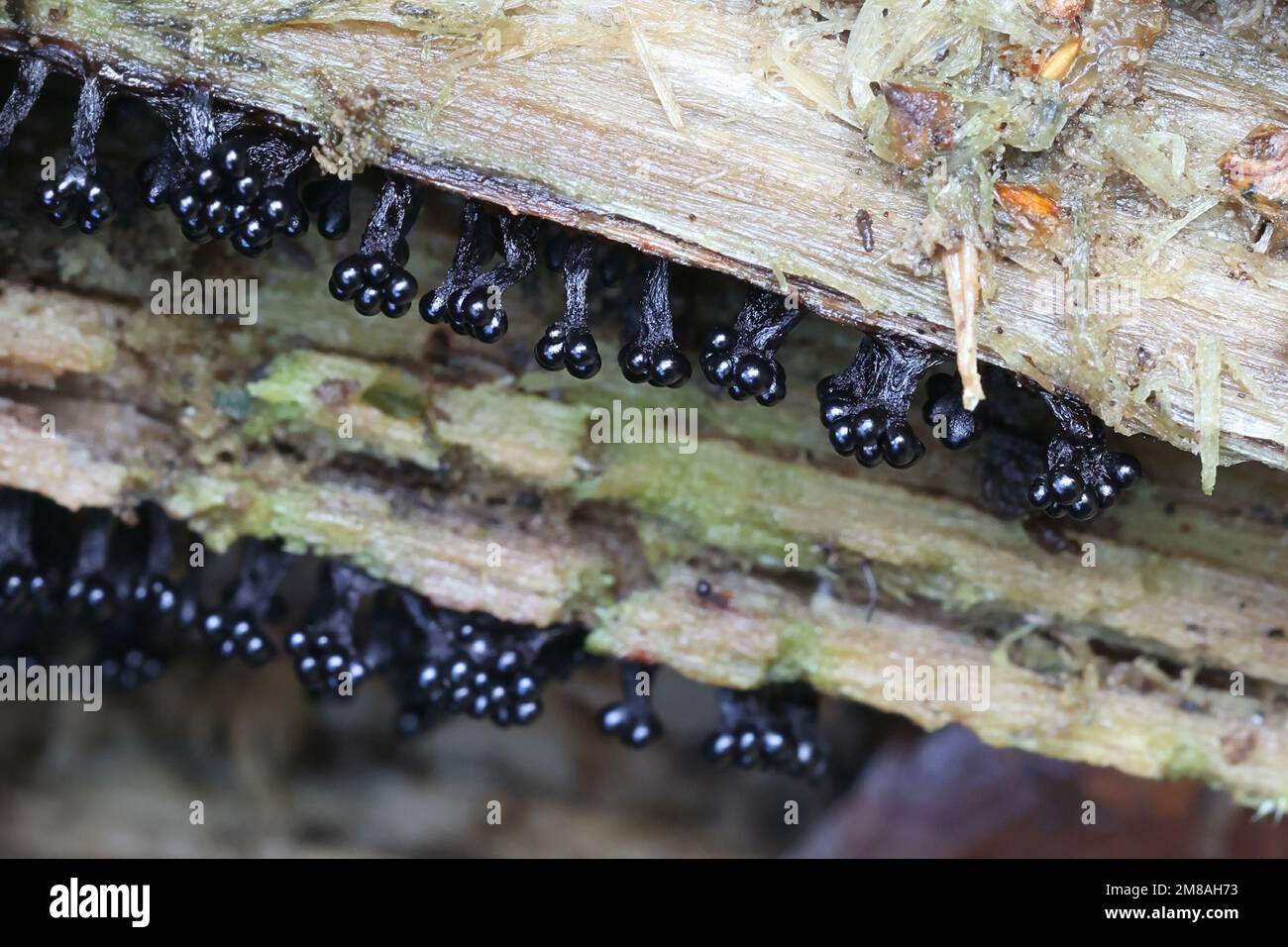 Metatrichia floriformis, a slime mold from Finland, no common Rnglish name Stock Photo