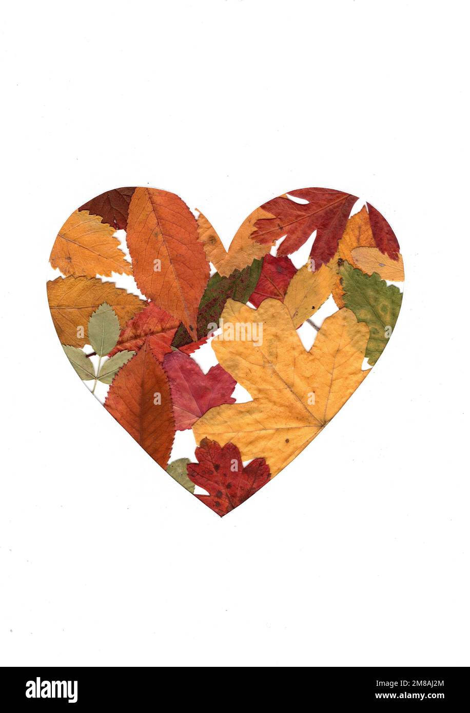 Leaves forming the shape of a heart on a white background Stock Photo ...