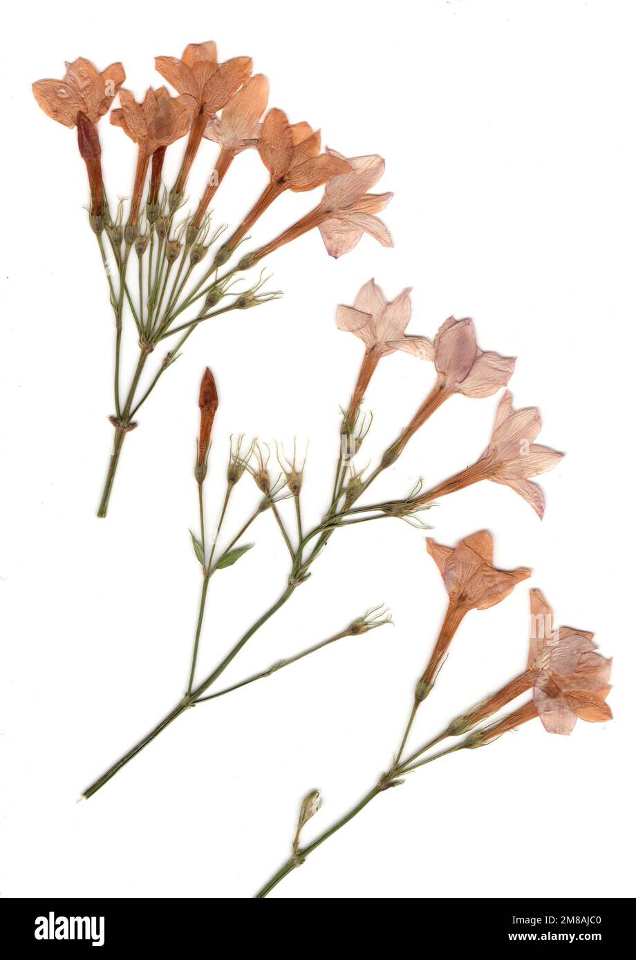Pressed jasmine flowers on a white background Stock Photo Alamy