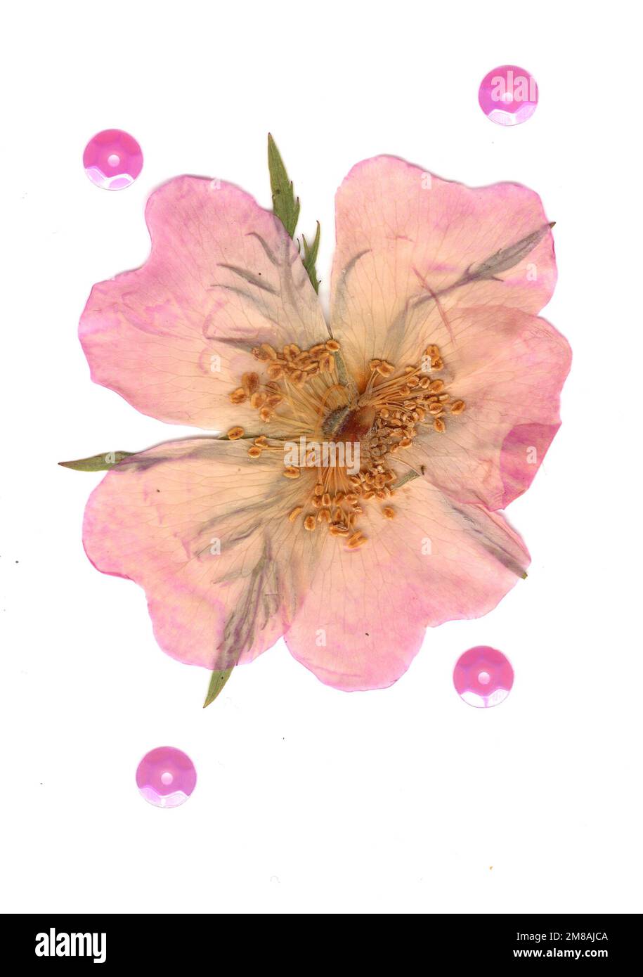 A pressed dog rose flower on a white background Stock Photo - Alamy
